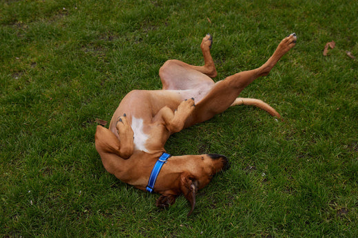 The Benefits of Switching Your Dog to a Vegetarian or Plant-Based Diet