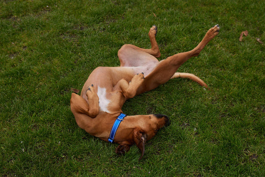 The Benefits of Switching Your Dog to a Vegetarian or Plant-Based Diet