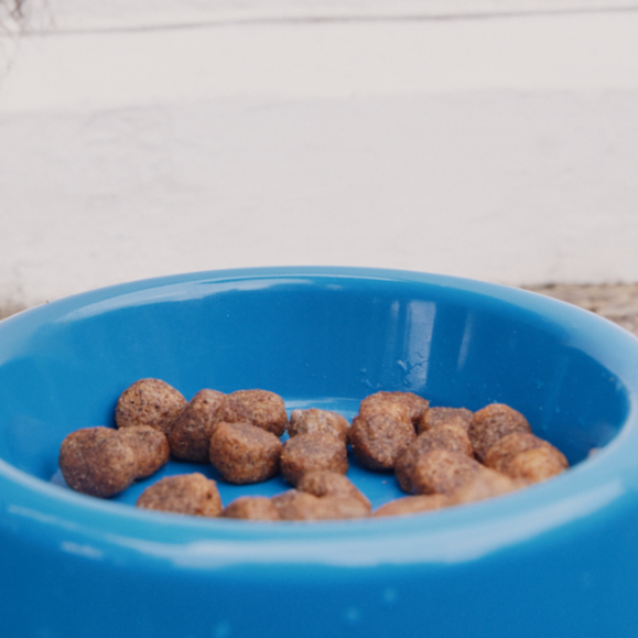 Understanding Dog Nutrition: What to Look for in Healthy Dog Food