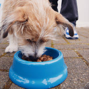 The OG Plant Crunch - For All Breeds and Sizes.