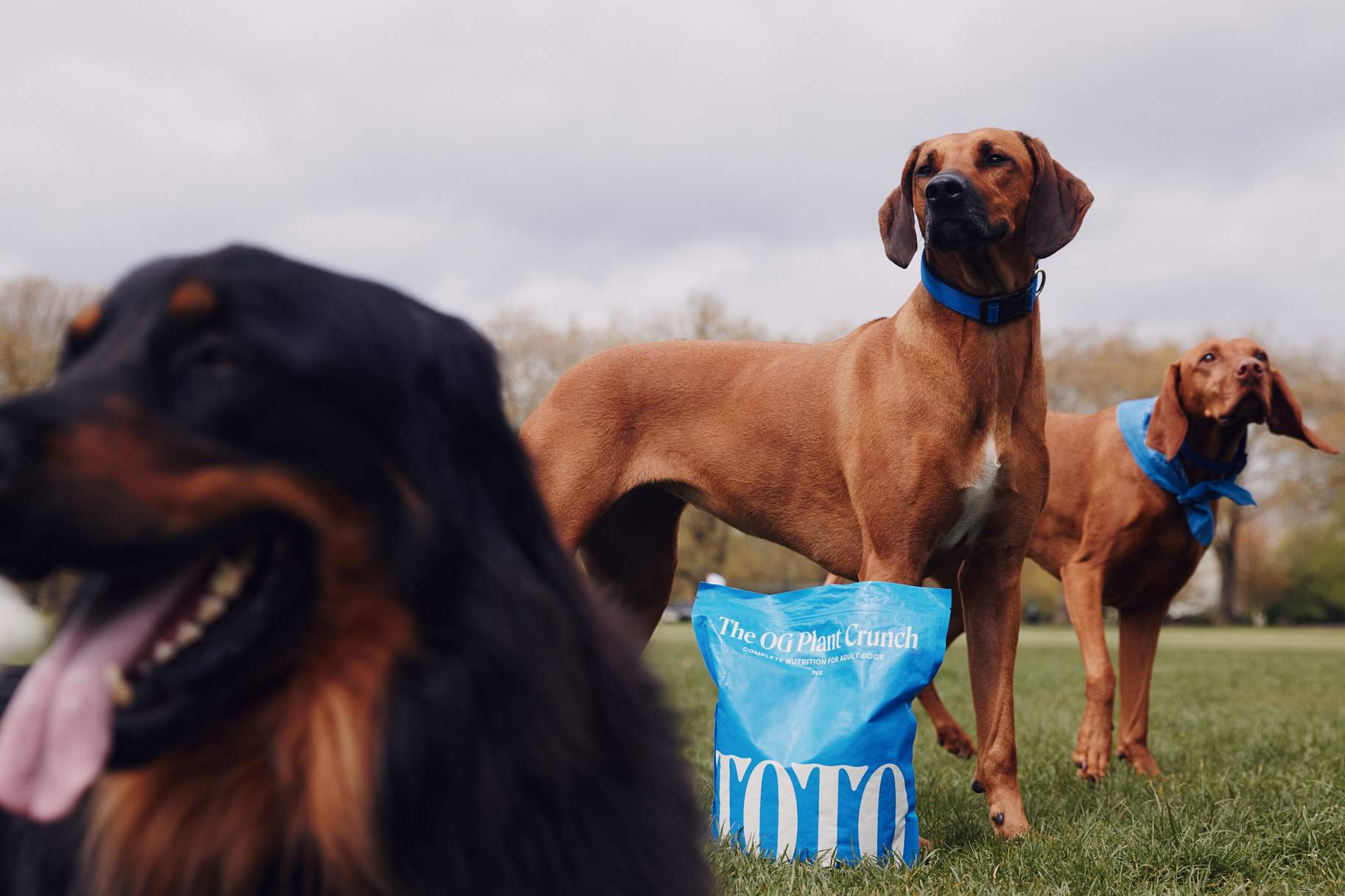 Better for Pooches