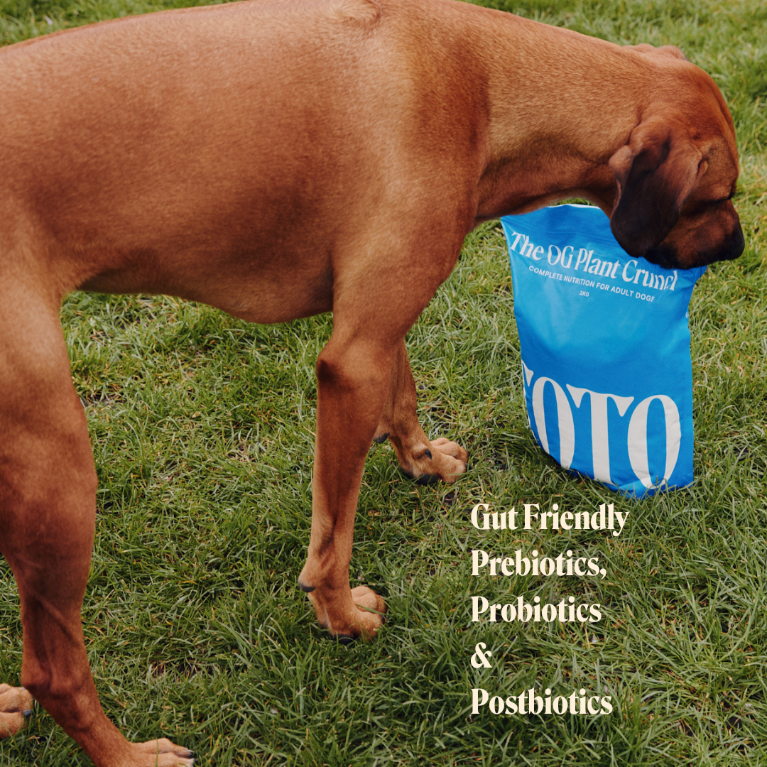 GutFriendlyPrebiotics_Probiotics_Postbiotics-2.png