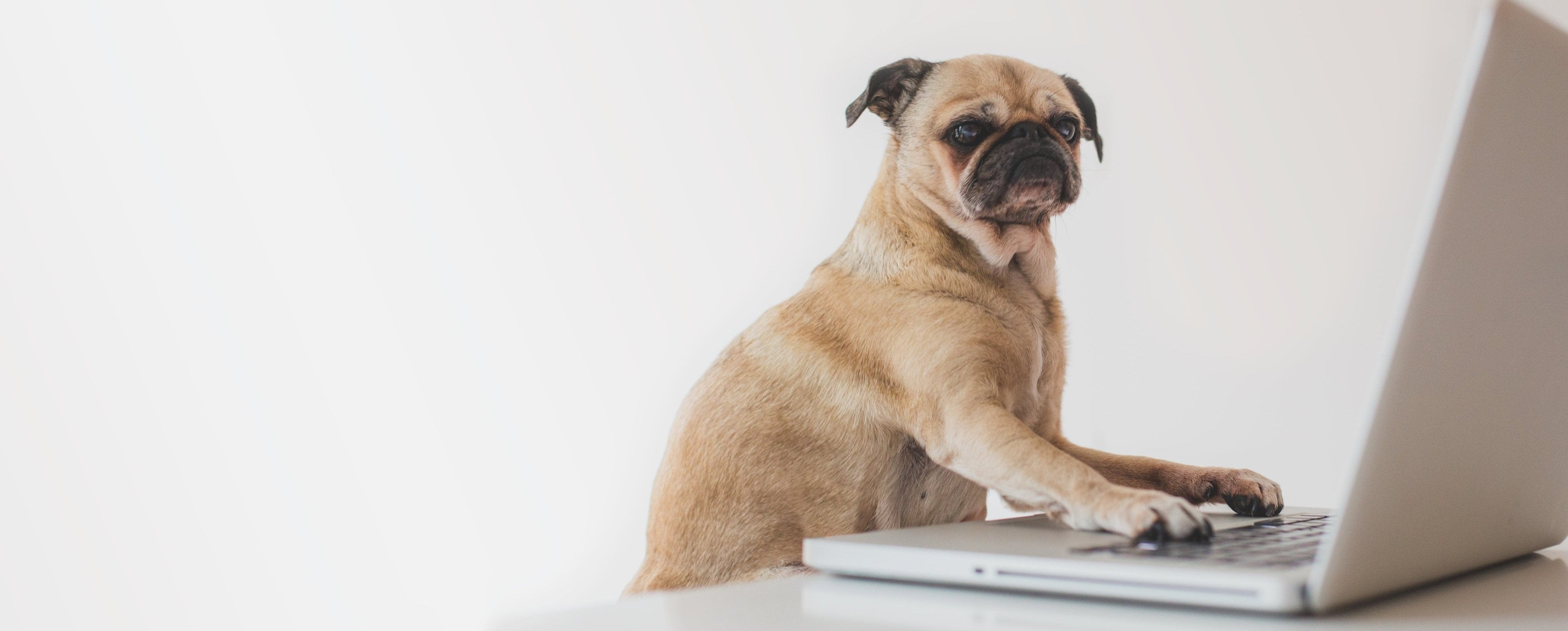 business-pug-working-on-laptop.jpg
